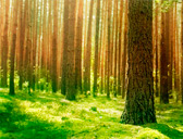 Vue de la forêt aux abords du gite du Scnheethal, Wangenbourg en Alsace